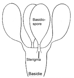Basidie