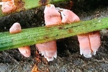 Caeoma