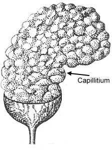Capillitium