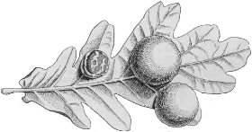Gallapfel