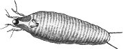 Gallmilben