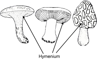 Hymenium