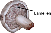Lamellen