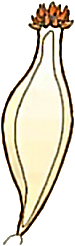 Metuloide