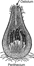 Ostiolum
