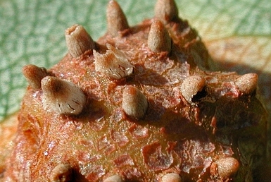Roestelia