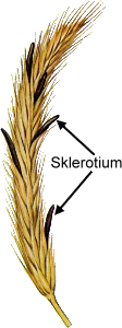 Sklerotium