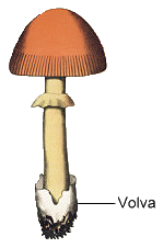 Volva