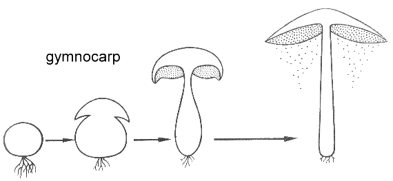 gymnocarp