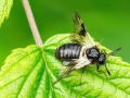 Abia fasciata