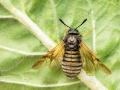 Abia lonicerae complex