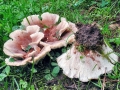 Abortiporus biennis