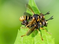 Abrachyglossum_capitatum_Paarung.jpg