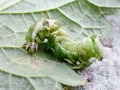 Abrostola_triplasia_Raupe.jpg