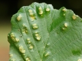 Acalitus_brevitarsus.jpg