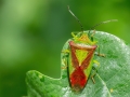 Acanthosoma_haemorrhoidale.jpg