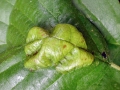 Acaricalus trinotus