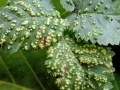 Aceria_campestricola.jpg