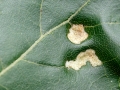 Aceria_carinifex.jpg