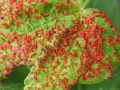 Aceria_cephalonea.jpg