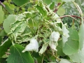 Aceria dispar