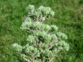 Aceria_echii.jpg