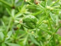 Aceria_galiobia.jpg