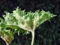 Aceria_gymnoprocta.jpg