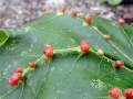 Aceria macrochela