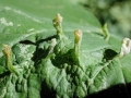 Aceria macrorhyncha