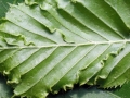 Aceria_macrotricha.jpg