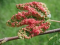 Aceria_myriadeum.jpg