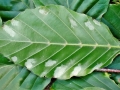 Aceria nervisequa faginea