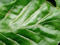 Aceria_nervisequus.jpg