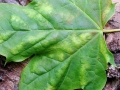 Aceria_platanoidea.jpg