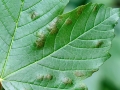 Aceria_pseudoplatani.jpg