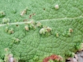 Aceria_salviae.jpg