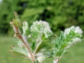 Aceria sanguisorbae