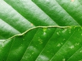Aceria_stenaspis_stenaspis.jpg