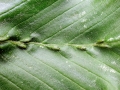 Aceria tenella