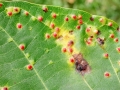 Aceria_tristriata.jpg