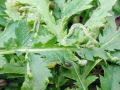 Aceria tuberculata