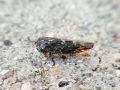 Acericerus heydenii
