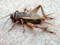 Acheta_domesticus_Maennchen.jpg