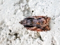 Acleris_umbrana.jpg