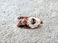 Acleris_variegana.jpg