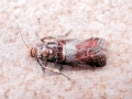 Acrobasis_advenella.jpg