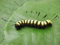 Acronicta alni (Raupe)