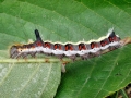 Acronicta psi (Raupe)
