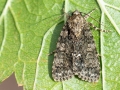 Acronicta_rumicis.jpg